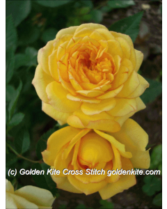 Yellow Roses (Elena Lo)