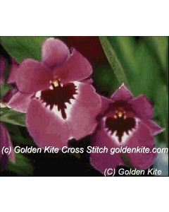 Orchid Miltoniopsis