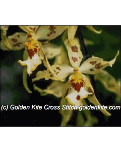 Orchid Odontoglossum