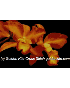 Orchid `Orange`
