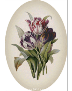 Tulip (Pierre-Joseph Redoute)
