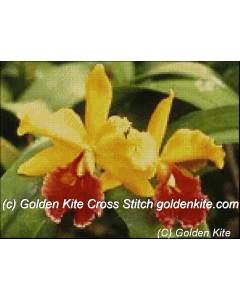 Red and Yellow Cattleya