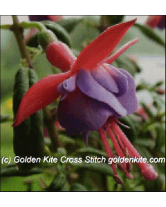 Fuchsia Little Beauty (Lotta Charleville)